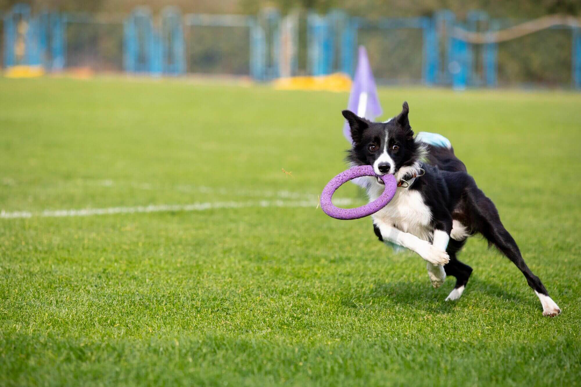 Pet sports. Спортивные собаки. Собаки для спортивных выступлений породы. Спорт с собакой. Собака бежит за приманкой.